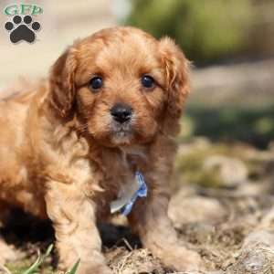 Athens, Cavapoo Puppy